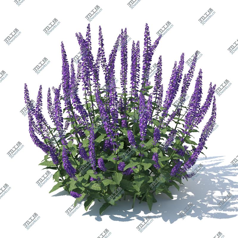 images/goods_img/2021040164/Meadow Sage (Salvia nemorosa)/5.jpg